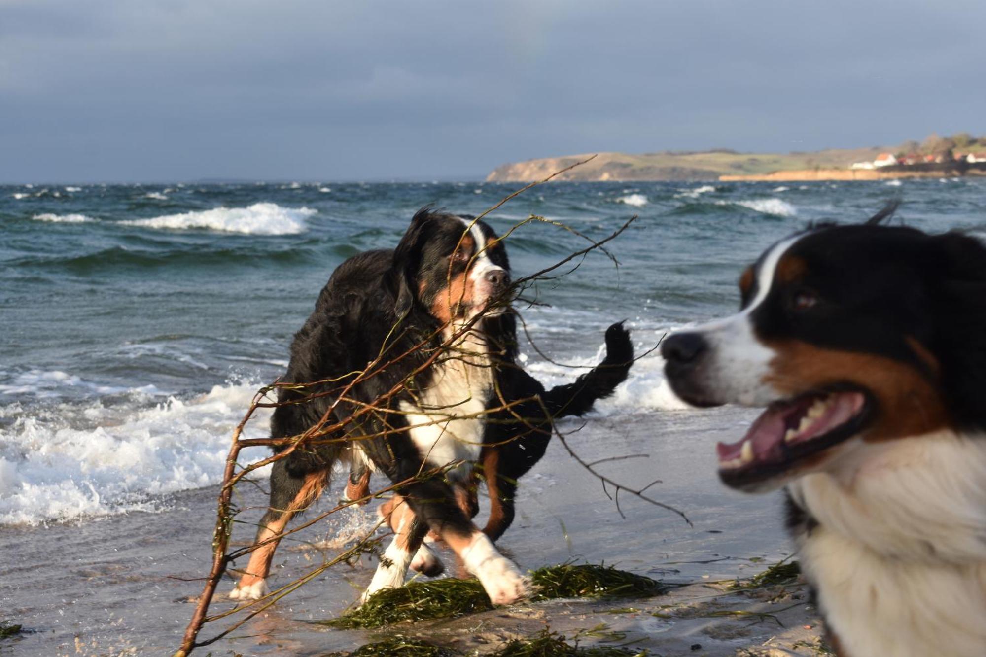 Ferienwohnung Chihuahua Thiessow Bagian luar foto