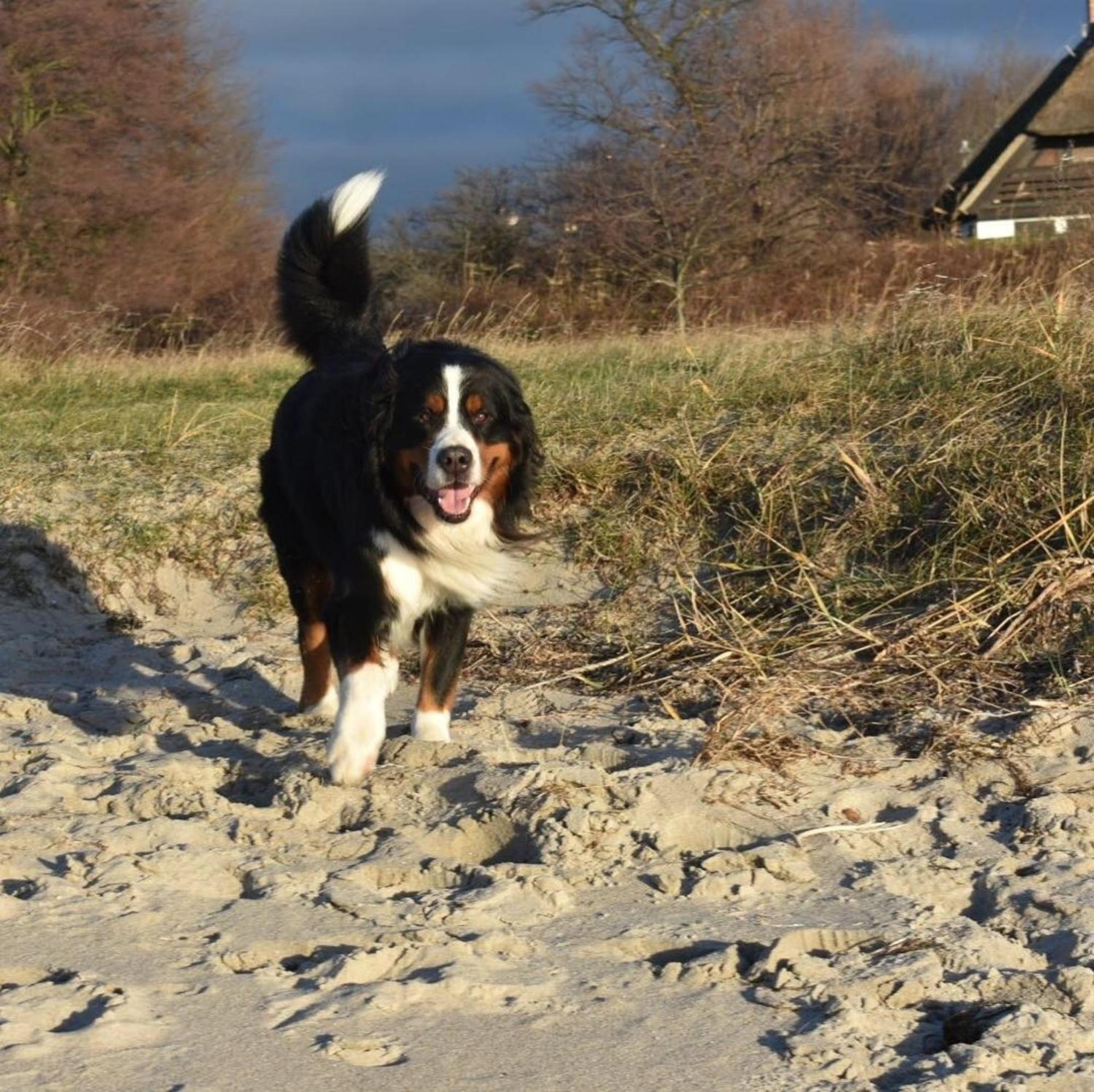 Ferienwohnung Chihuahua Thiessow Bagian luar foto